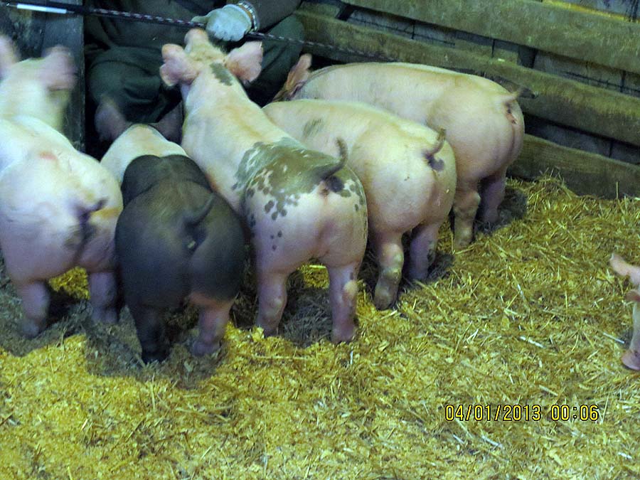 show pugs for sale 4 h pig sales related keywords suggestions 4 h pig sales keywords show pugs for sale 4 h pig sales related keywords suggestions 4 h pig sales keywords