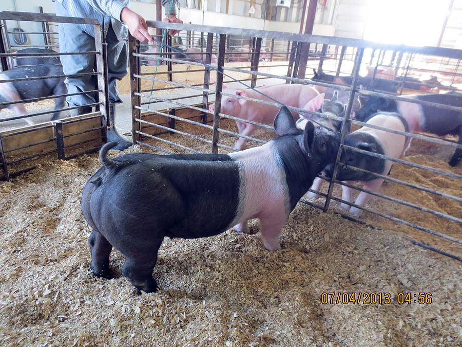 A Sampling of Our Show Pigs for Sale for 2013 Summer Shows Land of Promise Farms