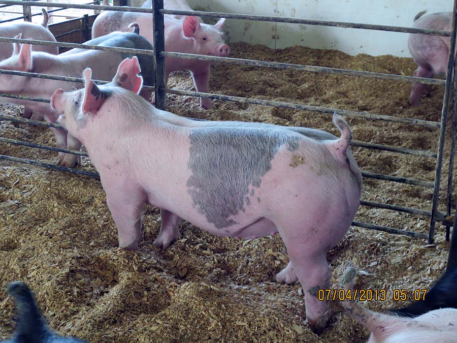 A Sampling of Our Show Pigs for Sale for 2013 Summer Shows Land of Promise Farms