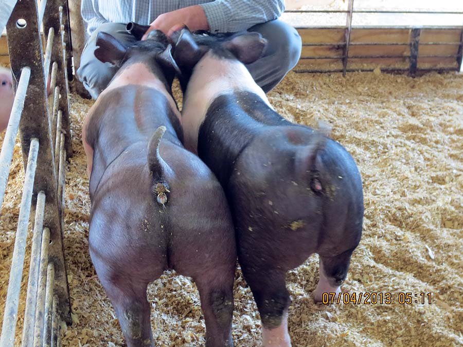 show pugs for sale a sling of our show pigs for sale for 2013 summer shows land of promise farms show pugs for sale a sling of our show pigs for sale for 2013 summer shows land of promise farms