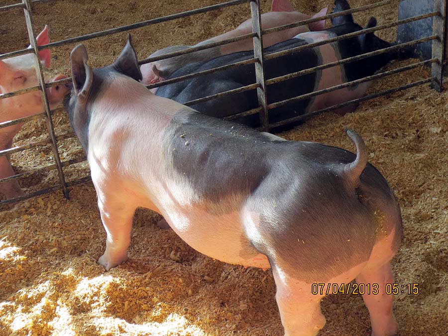 show pugs for sale micro pigs for sale at petpiggies september 2013 quotes show pugs for sale micro pigs for sale at petpiggies september 2013 quotes