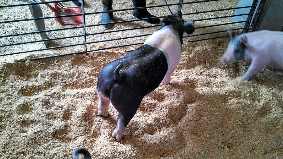 show pugs for sale a sling of the show pigs offered at our 2nd annual summer pig sale june 28 show pugs for sale a sling of the show pigs offered at our 2nd annual summer pig sale june 28