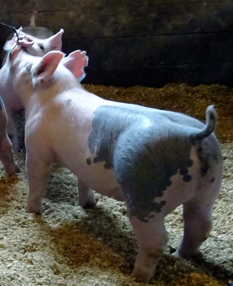 show pugs for sale show pigs for sale january 2015 land of promise farms show pugs for sale show pigs for sale january 2015 land of promise farms