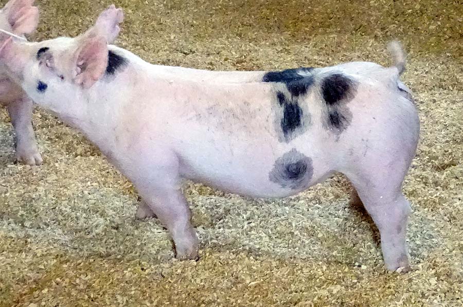show pugs for sale show pigs for sale january 2015 land of promise farms show pugs for sale show pigs for sale january 2015 land of promise farms