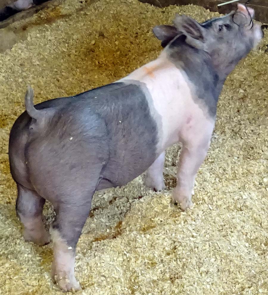 show pugs for sale show pigs for sale january 2015 land of promise farms show pugs for sale show pigs for sale january 2015 land of promise farms