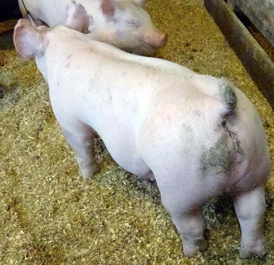 show pugs for sale show pigs for sale january 2015 land of promise farms show pugs for sale show pigs for sale january 2015 land of promise farms