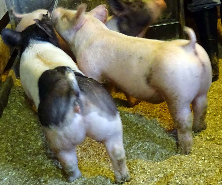 show pugs for sale show pigs for sale january 2015 land of promise farms show pugs for sale show pigs for sale january 2015 land of promise farms