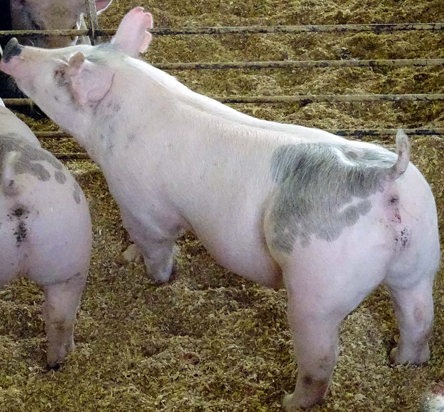 show pugs for sale show pigs for sale january 2015 land of promise farms show pugs for sale show pigs for sale january 2015 land of promise farms