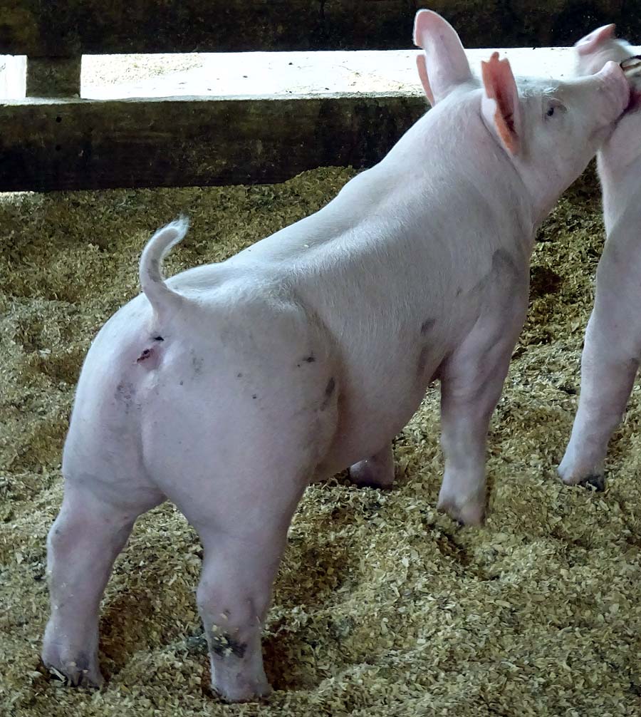 A Sampling of the Show Pigs Offered at our Third Annual Summer Pig Sale