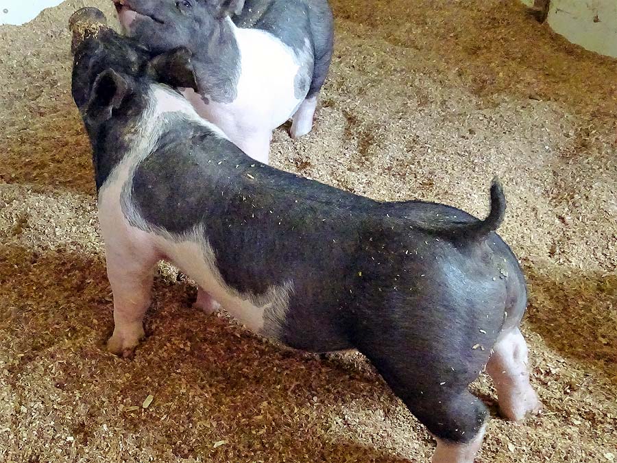 show pugs for sale gallery of show pigs for upcoming sale land of promise farms show pugs for sale gallery of show pigs for upcoming sale land of promise farms