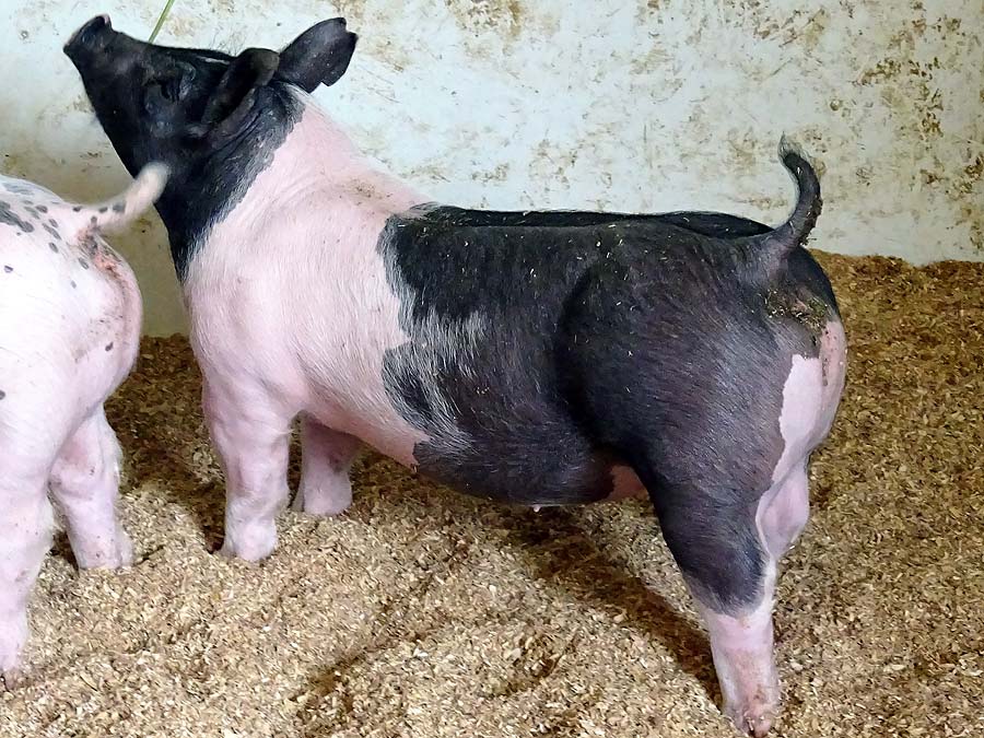 show pugs for sale gallery of show pigs for upcoming sale land of promise farms show pugs for sale gallery of show pigs for upcoming sale land of promise farms