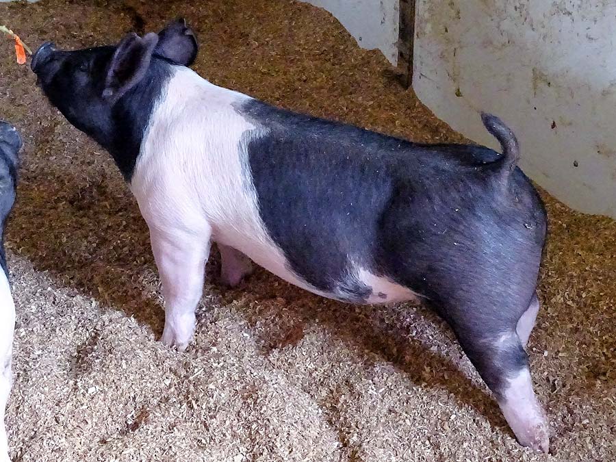 show pugs for sale gallery of show pigs for upcoming sale land of promise farms show pugs for sale gallery of show pigs for upcoming sale land of promise farms