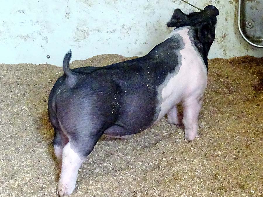 show pugs for sale gallery of show pigs for upcoming sale land of promise farms show pugs for sale gallery of show pigs for upcoming sale land of promise farms