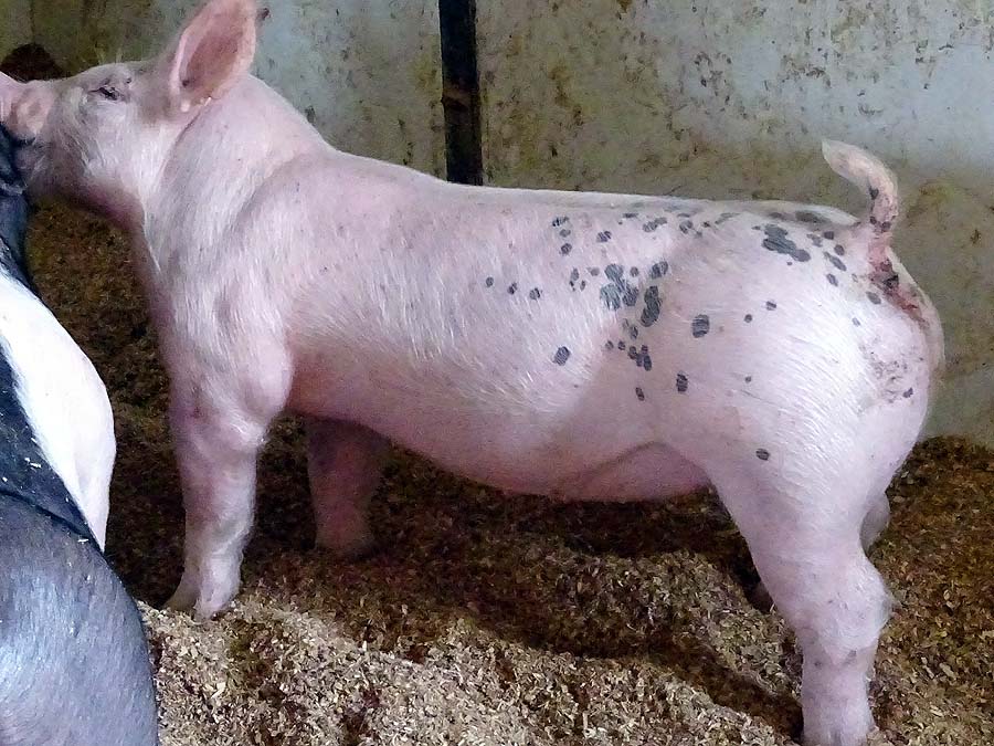 show pugs for sale gallery of show pigs for upcoming sale land of promise farms show pugs for sale gallery of show pigs for upcoming sale land of promise farms