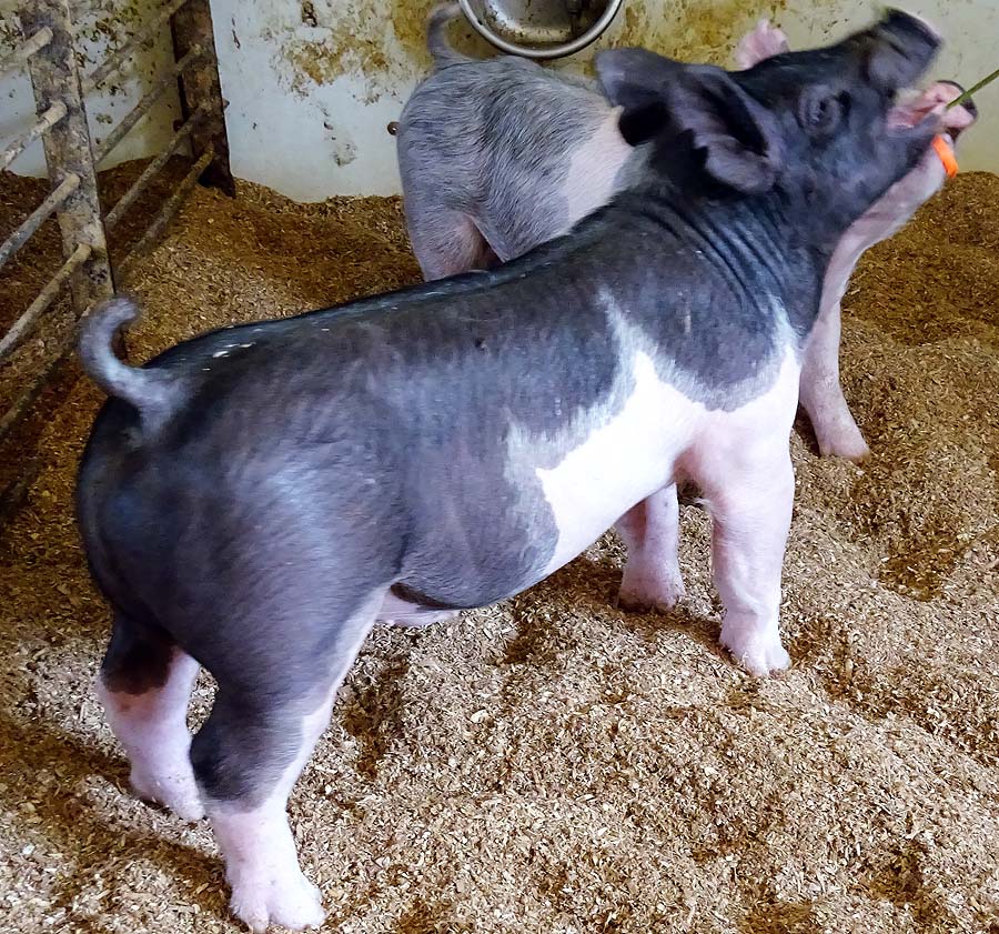 show pugs for sale gallery of show pigs for upcoming sale land of promise farms show pugs for sale gallery of show pigs for upcoming sale land of promise farms