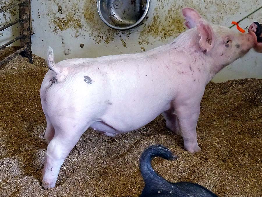 show pugs for sale gallery of show pigs for upcoming sale land of promise farms show pugs for sale gallery of show pigs for upcoming sale land of promise farms