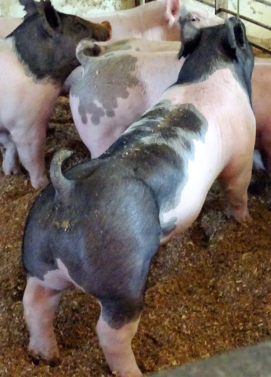 show pugs for sale gallery of show pigs for upcoming sale land of promise farms show pugs for sale gallery of show pigs for upcoming sale land of promise farms