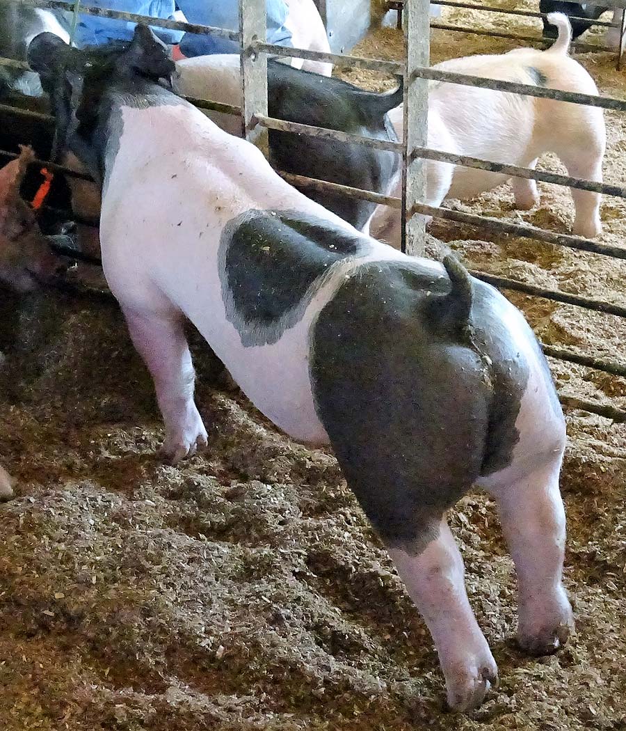 show pugs for sale gallery of show pigs for upcoming sale land of promise farms show pugs for sale gallery of show pigs for upcoming sale land of promise farms