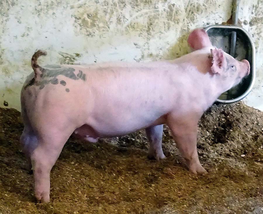 show pugs for sale gallery of show pigs for upcoming sale land of promise farms show pugs for sale gallery of show pigs for upcoming sale land of promise farms