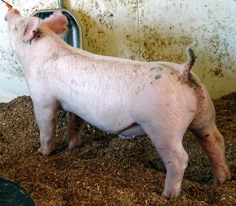 show pugs for sale gallery of show pigs for upcoming sale land of promise farms show pugs for sale gallery of show pigs for upcoming sale land of promise farms
