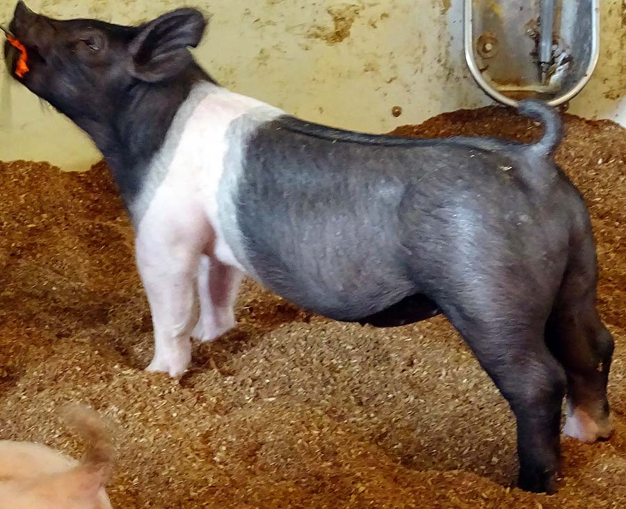 show pugs for sale gallery of show pigs for upcoming sale land of promise farms show pugs for sale gallery of show pigs for upcoming sale land of promise farms