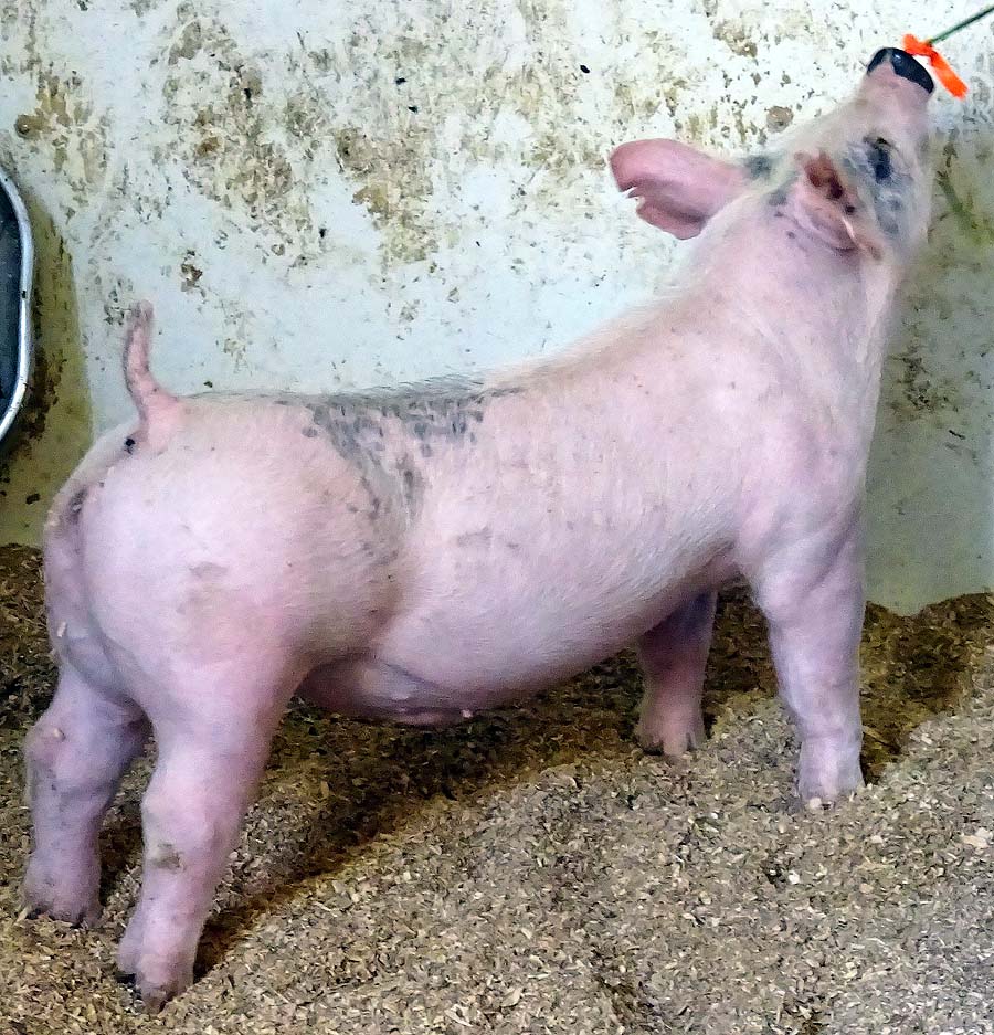 show pugs for sale gallery of show pigs for upcoming sale land of promise farms show pugs for sale gallery of show pigs for upcoming sale land of promise farms