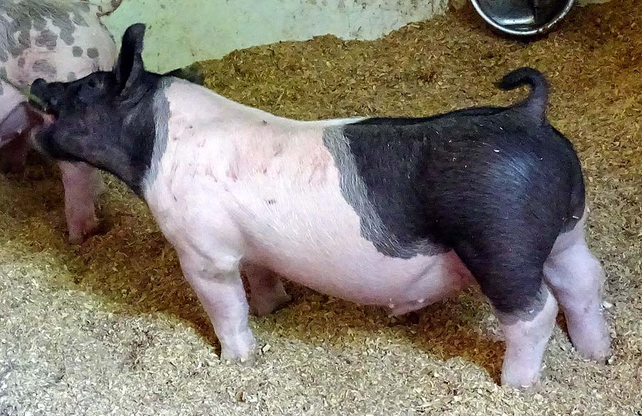 show pugs for sale gallery of show pigs for upcoming sale land of promise farms show pugs for sale gallery of show pigs for upcoming sale land of promise farms