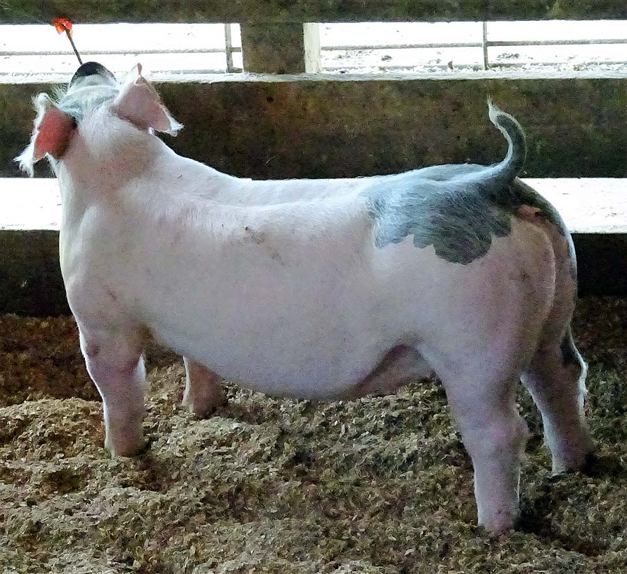show pugs for sale gallery of show pigs for upcoming sale land of promise farms show pugs for sale gallery of show pigs for upcoming sale land of promise farms