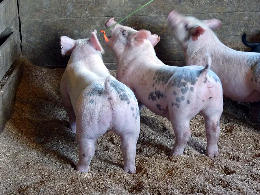 show pugs for sale gallery of show pigs for upcoming sale land of promise farms show pugs for sale gallery of show pigs for upcoming sale land of promise farms