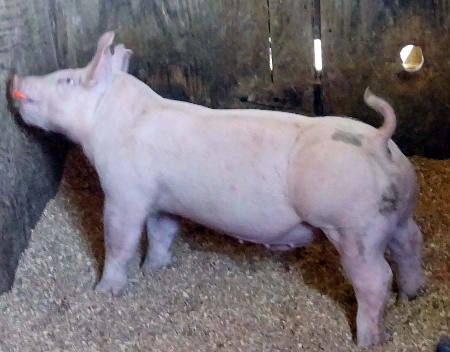 show pugs for sale gallery of show pigs for upcoming sale land of promise farms show pugs for sale gallery of show pigs for upcoming sale land of promise farms