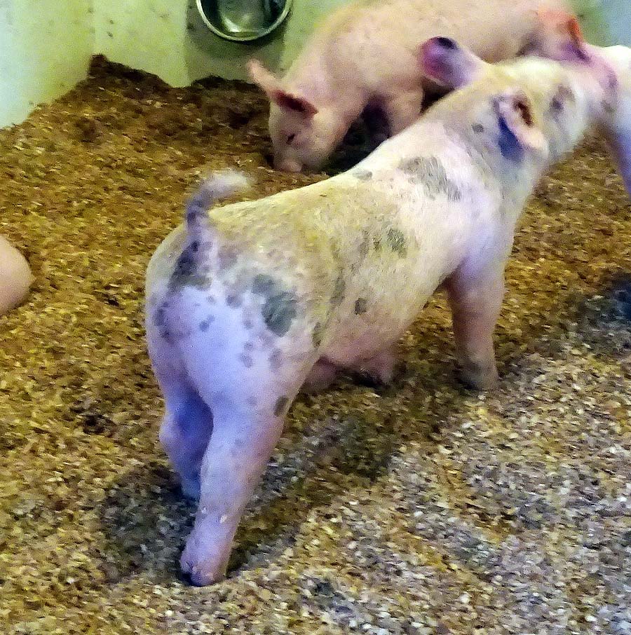 show pugs for sale gallery of show pigs for upcoming sale land of promise farms show pugs for sale gallery of show pigs for upcoming sale land of promise farms