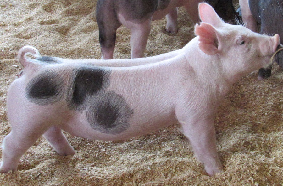 Gallery of Show Pigs for Sale Land of Promise Farms