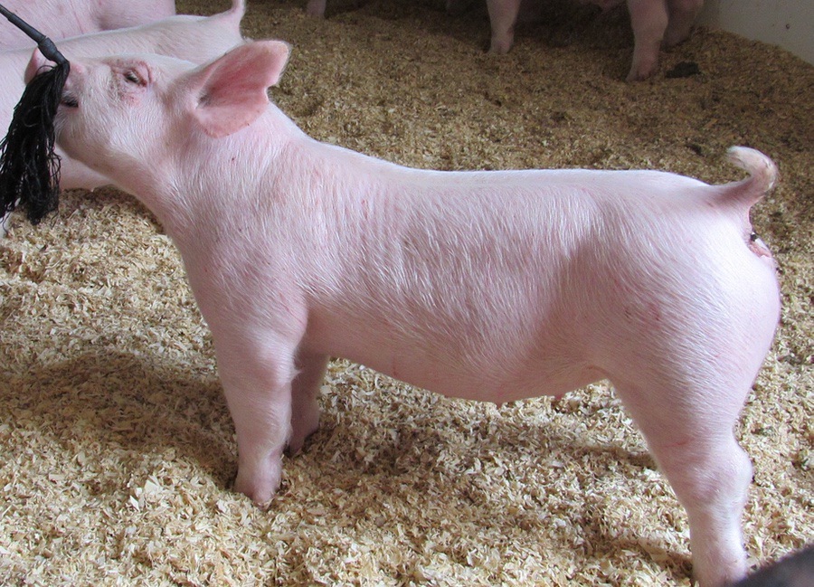Gallery of Show Pigs for Sale Land of Promise Farms