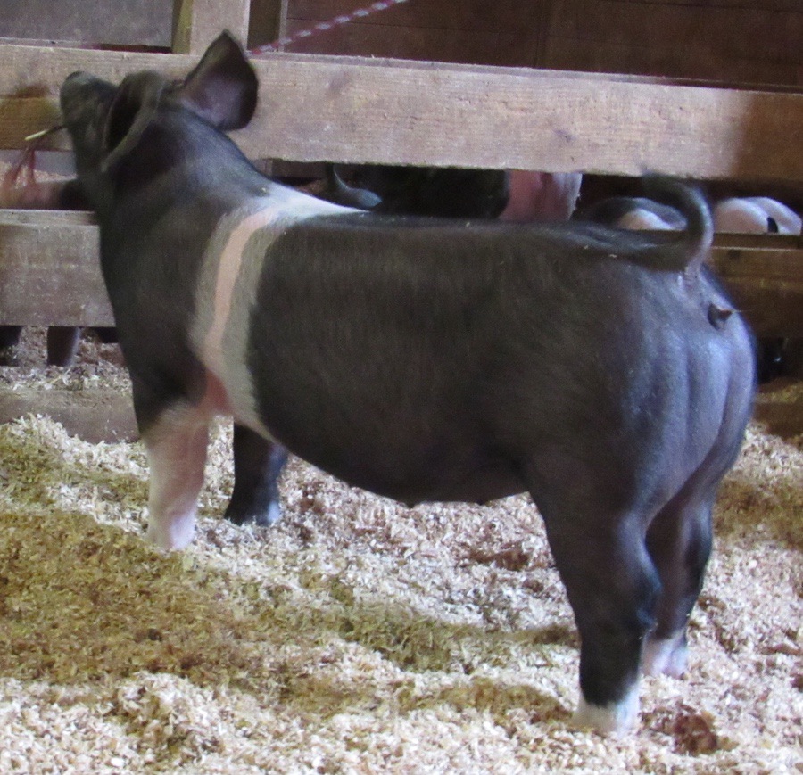 Gallery of Show Pigs for Sale Land of Promise Farms
